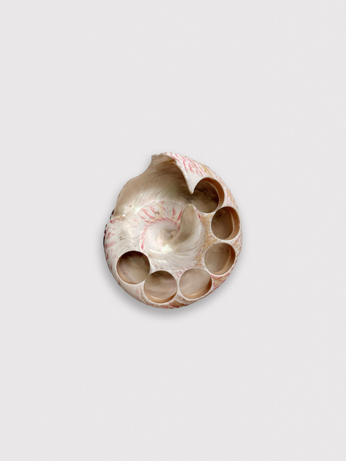 Mother of pearl shell with buttons cut from it